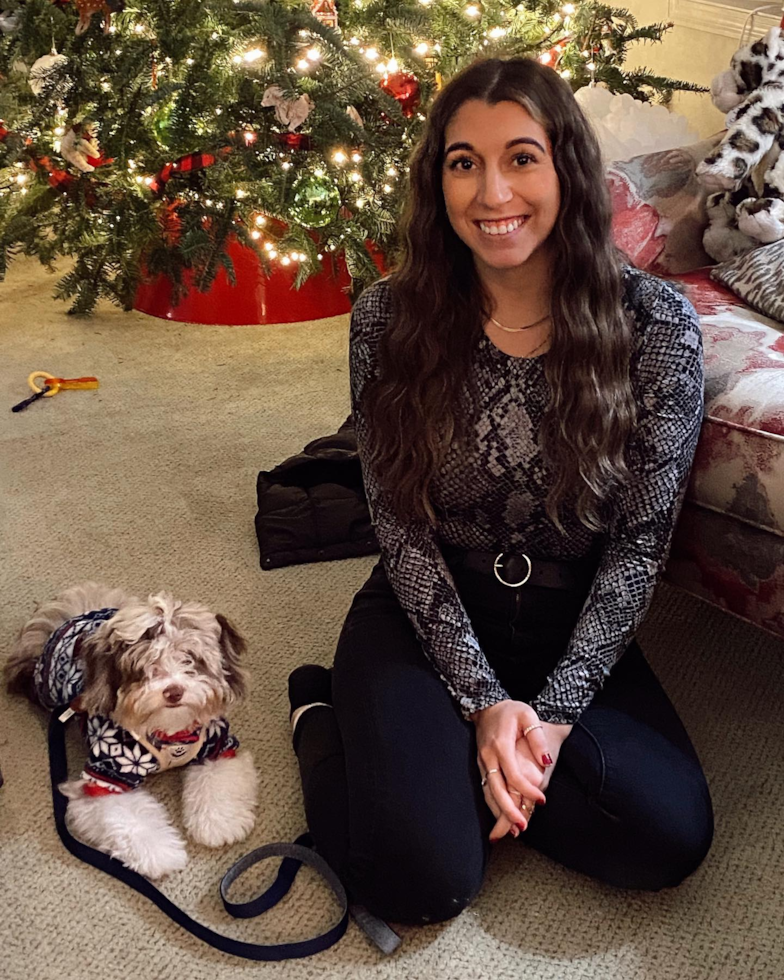 Fluffy Mini Aussiedoodle Poodle Mix Pup