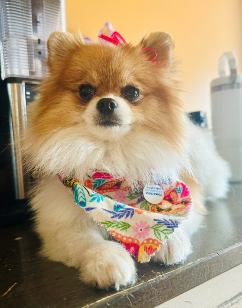 Fluffy Pomeranian Pup in