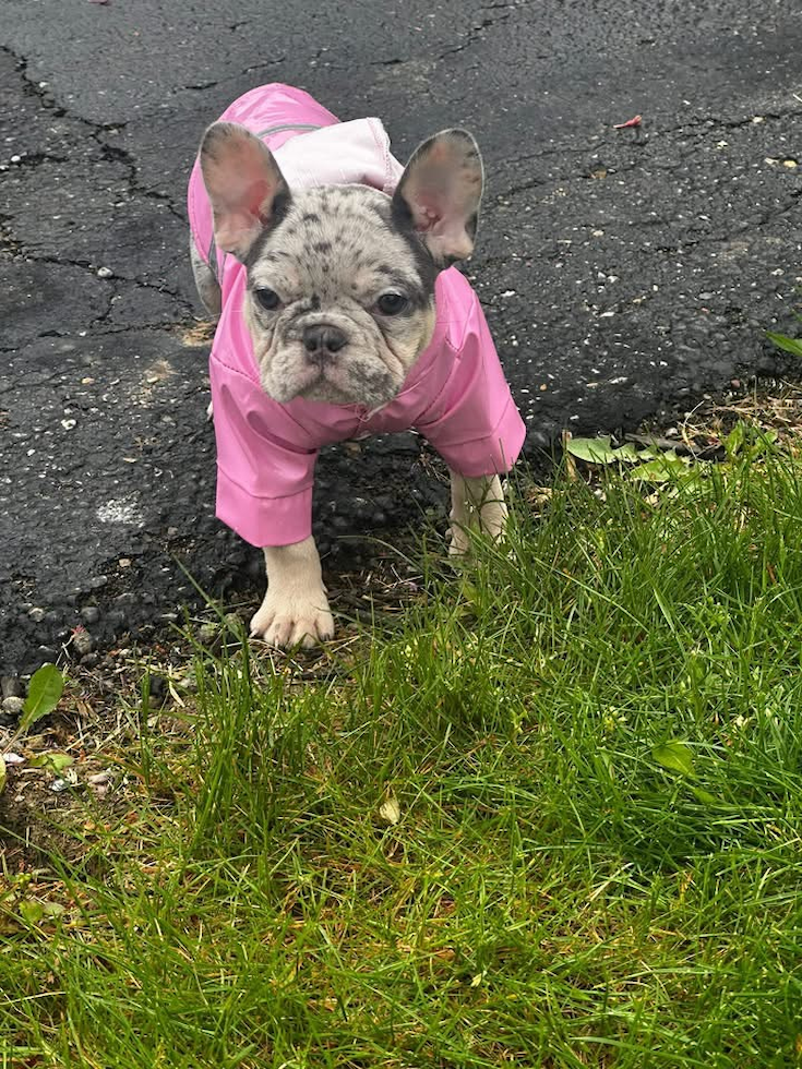 French Bulldog Being Cute