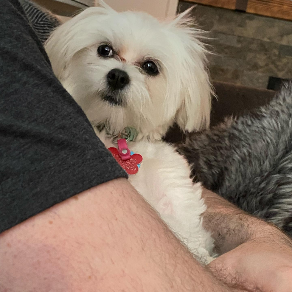 Sweet Teddy Bear Pup in Gahanna OH