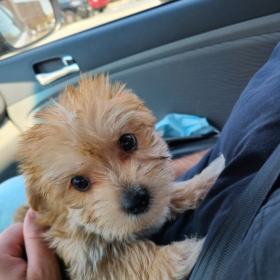 Happy Morkie Pup