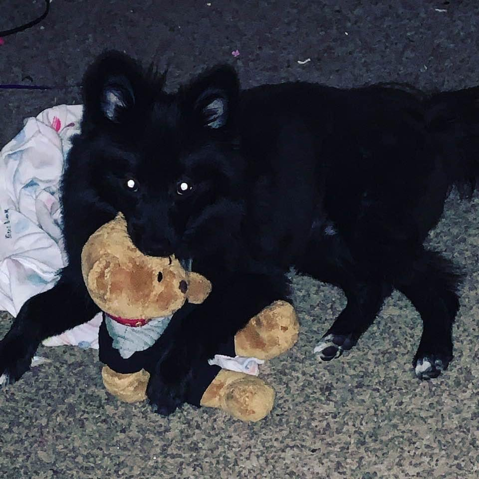 Fluffy Pomeranian Purebred Pup