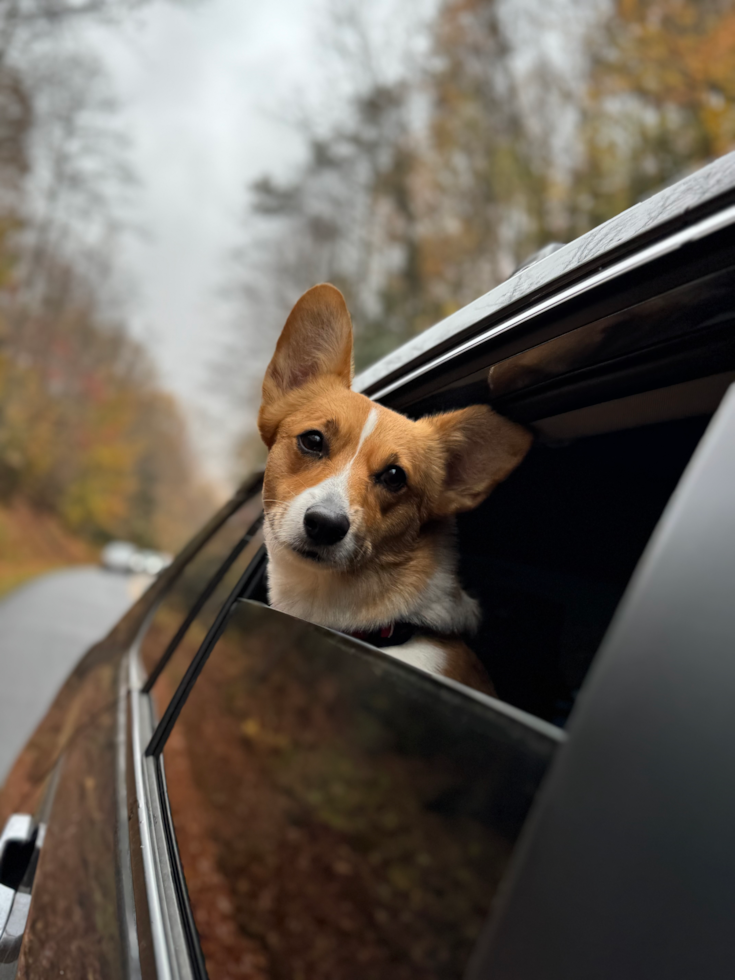 Pembroke Welsh Corgi Being Cute