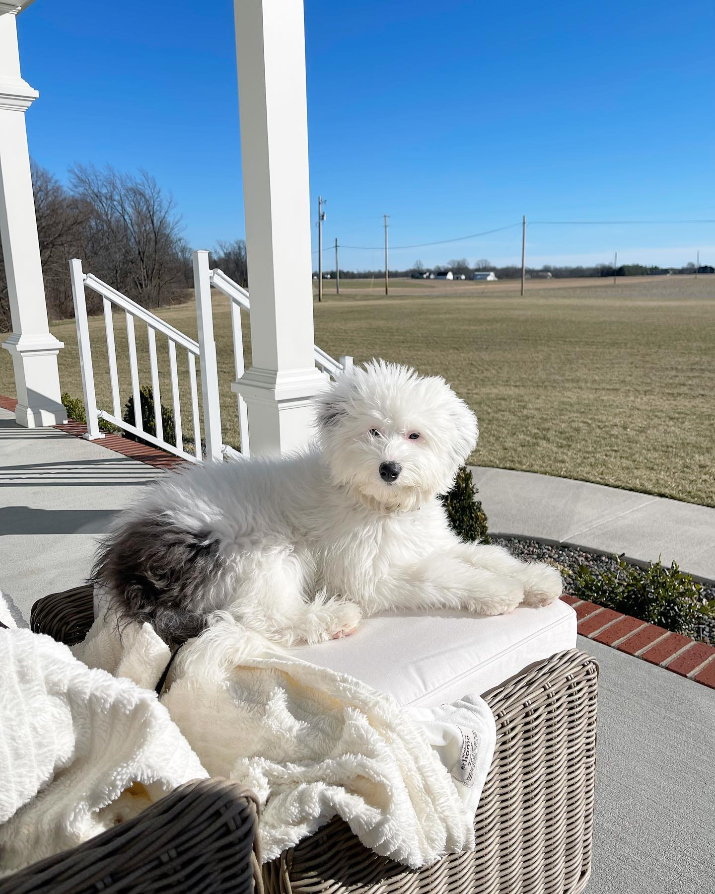 Best Mini Sheepadoodle Baby