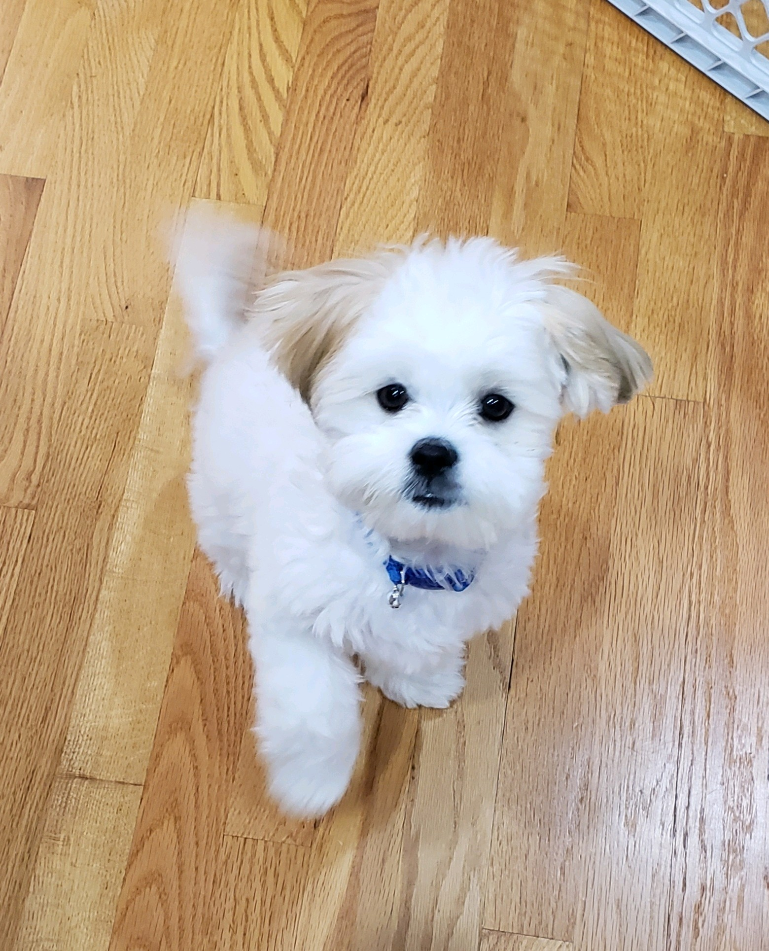 Hypoallergenic Shi Chon Designer Puppy