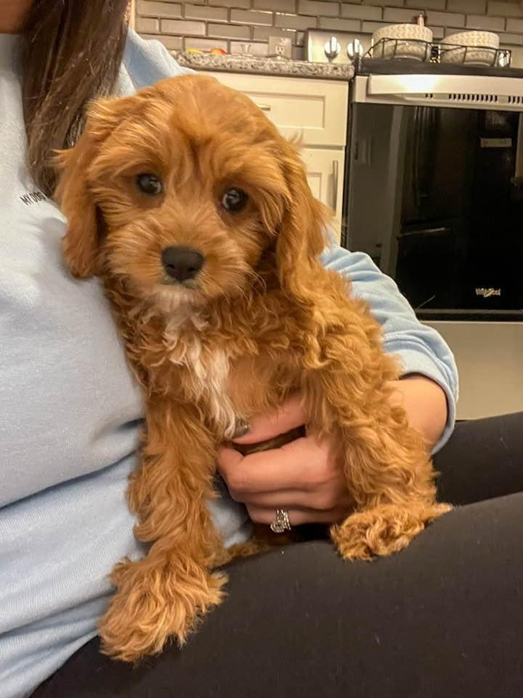 Funny Cavapoo Poodle Mix Pup