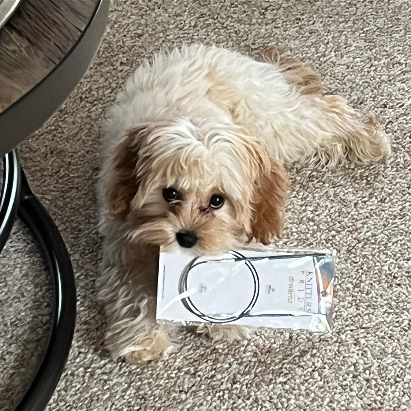 Cavachon Puppy for Adoption