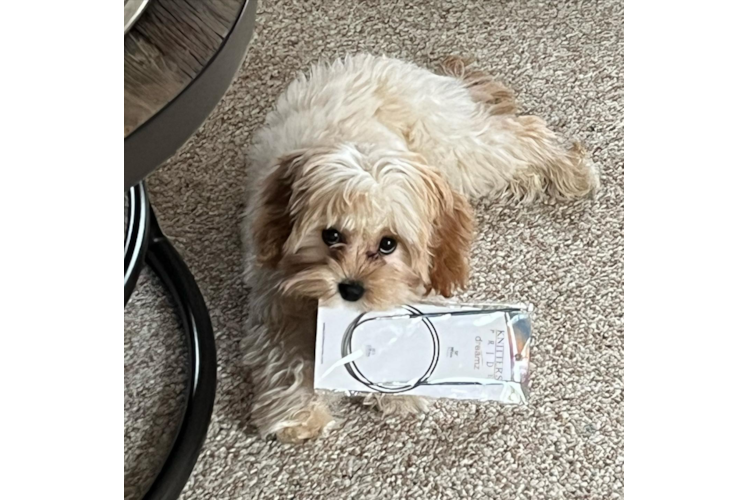 Cavachon Puppy for Adoption