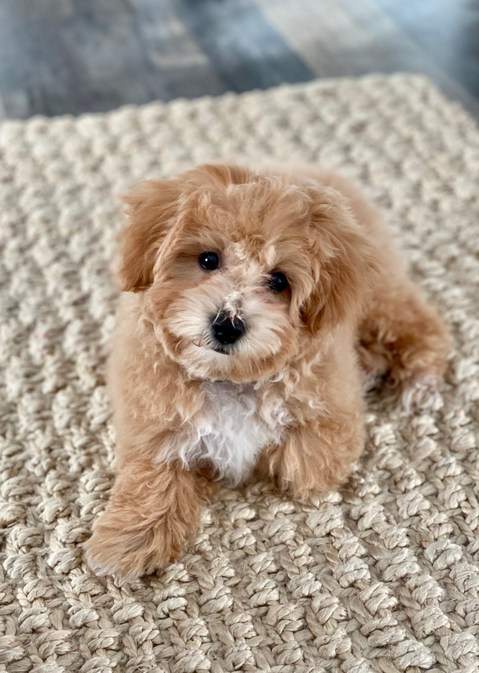 Playful Bichpoo Poodle Mix Pup