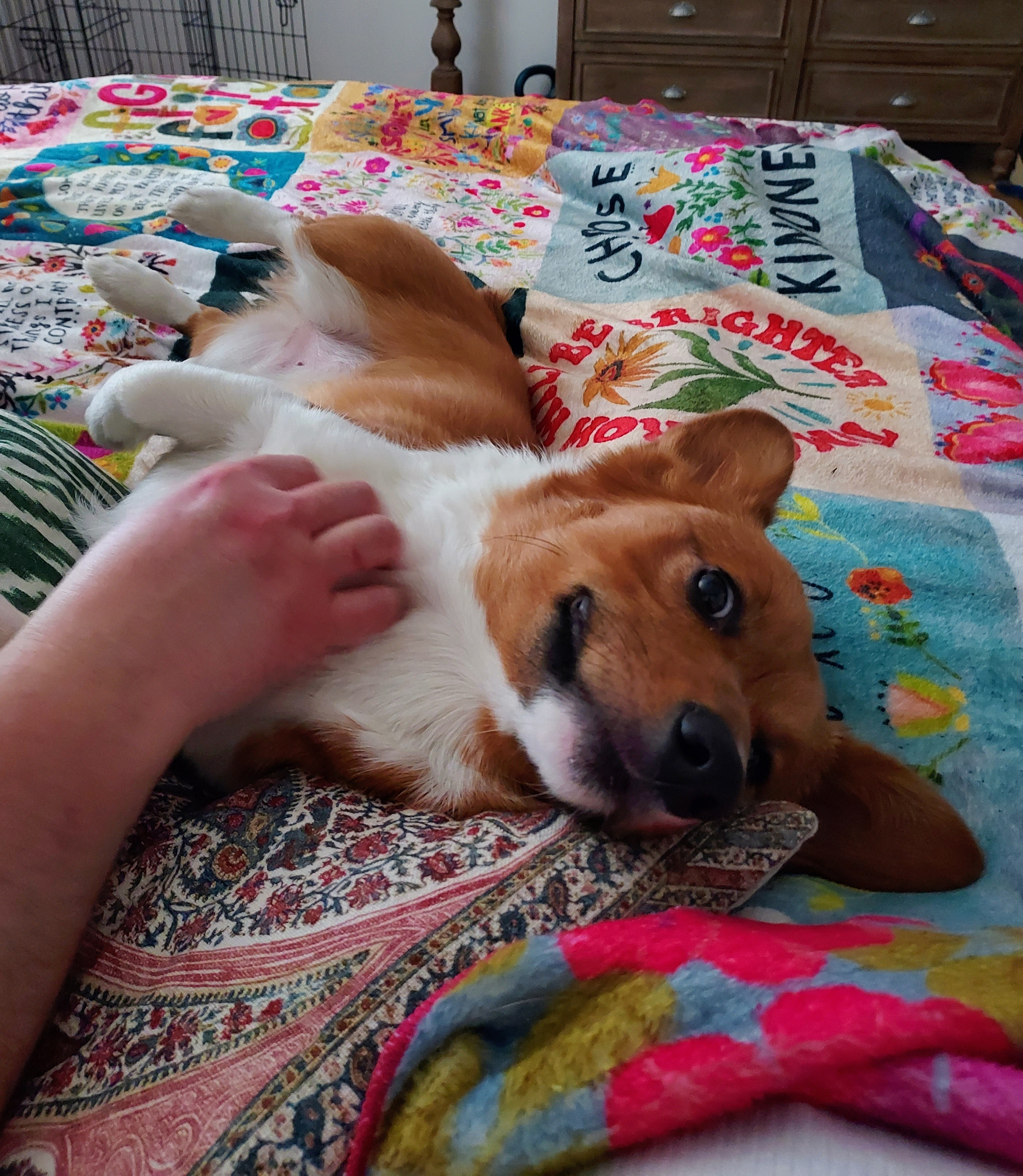 Best Pembroke Welsh Corgi Baby