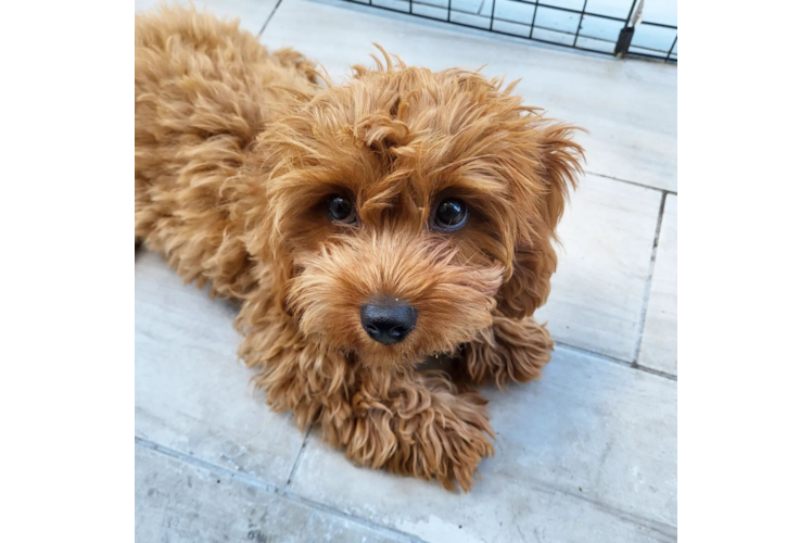 Smart Cavapoo Poodle Mix Pup