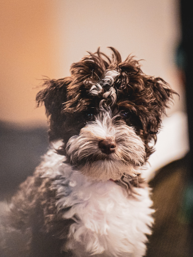 Energetic Havanese Poodle Mix Pup