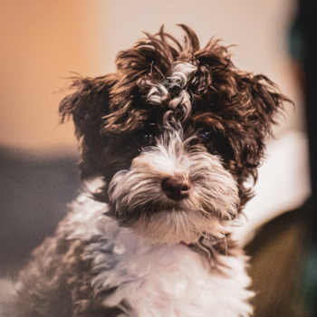 Energetic Havanese Poodle Mix Pup