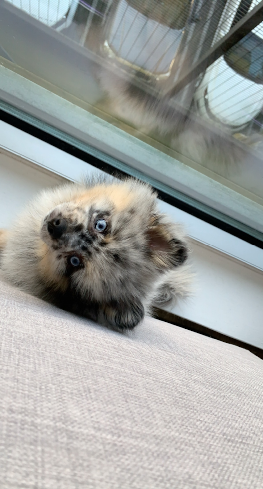 Sweet Swergspitz Purebred Pup