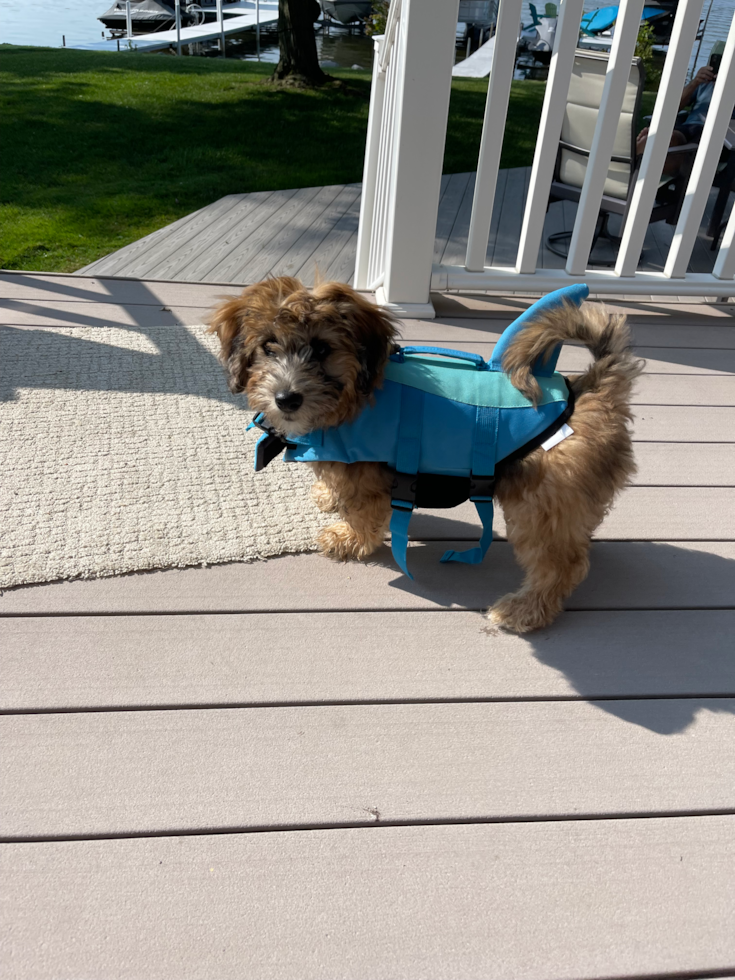 Mini Labradoodle Being Cute
