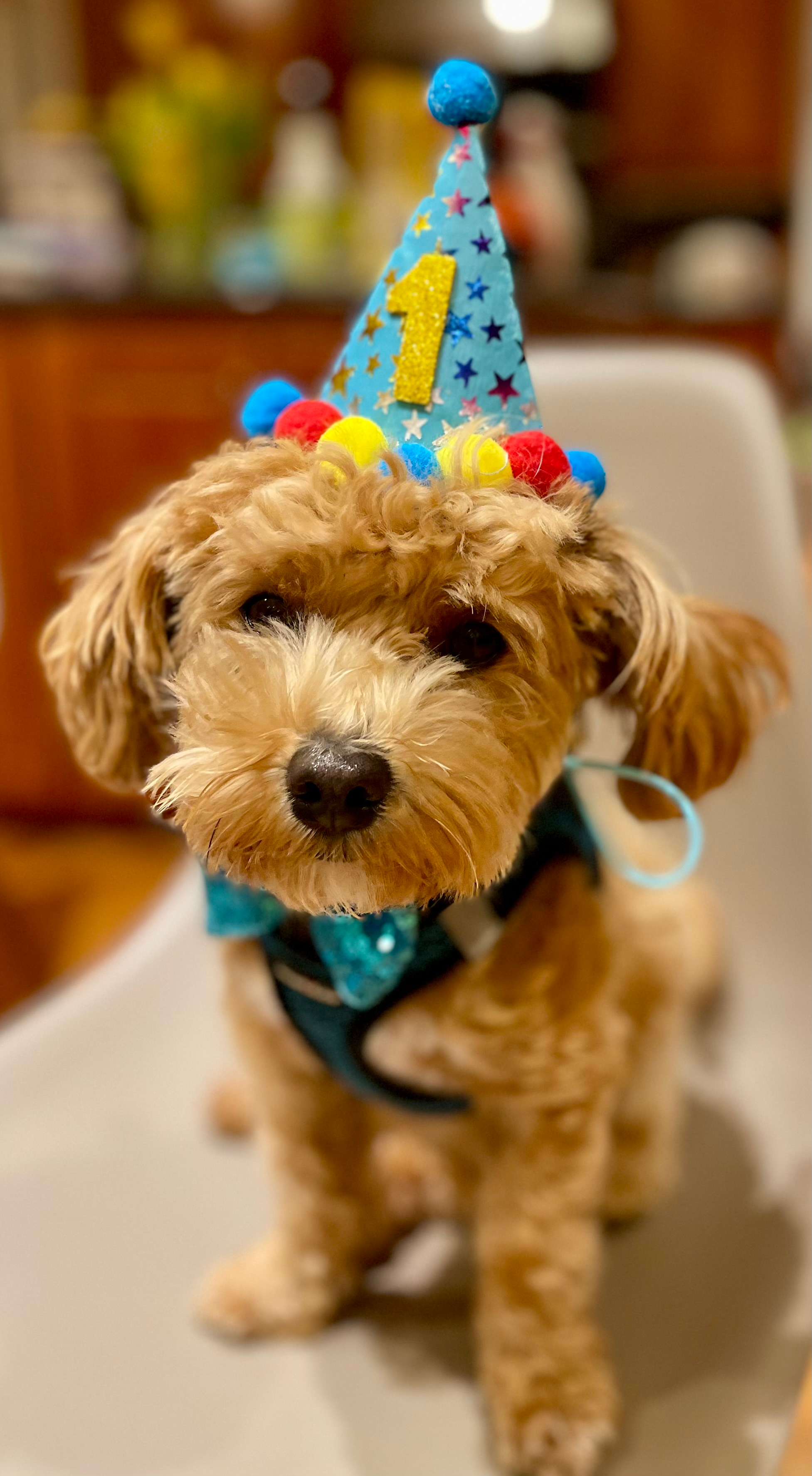 Maltipoo Puppy for Adoption