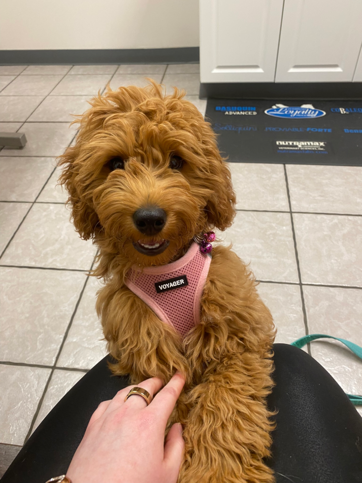 Mini Goldendoodle Being Cute