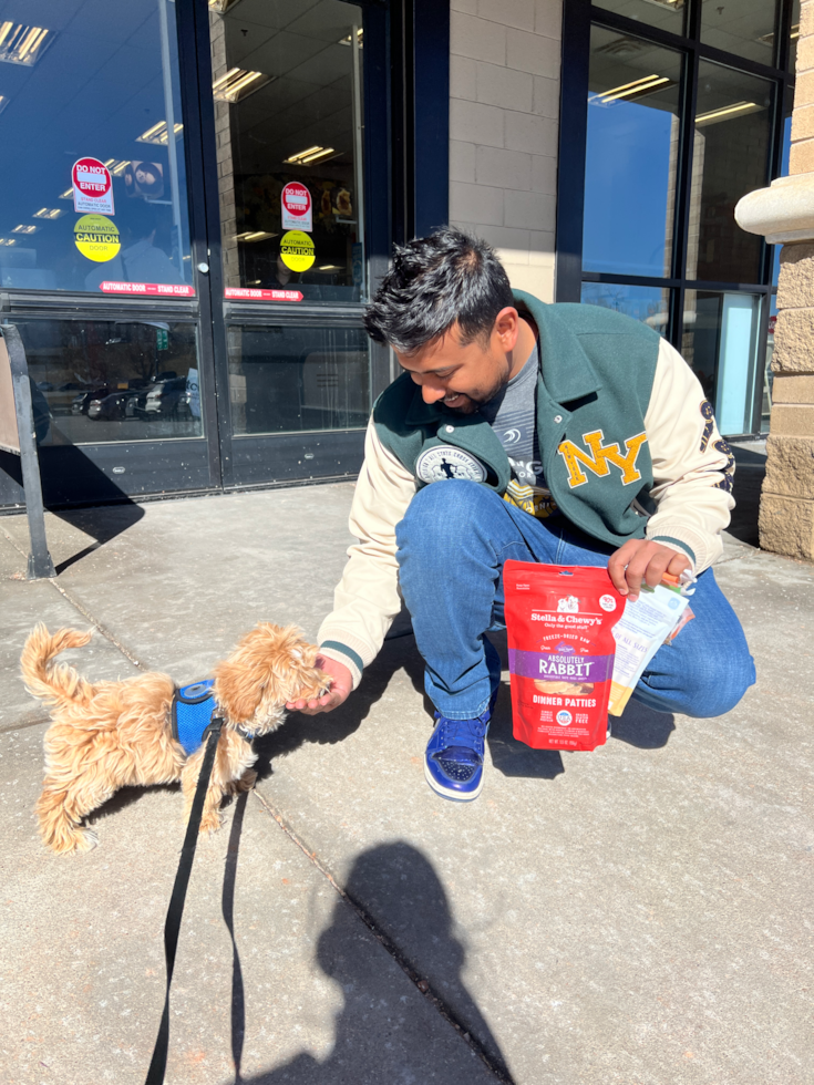 Energetic Maltepoo Poodle Mix Pup