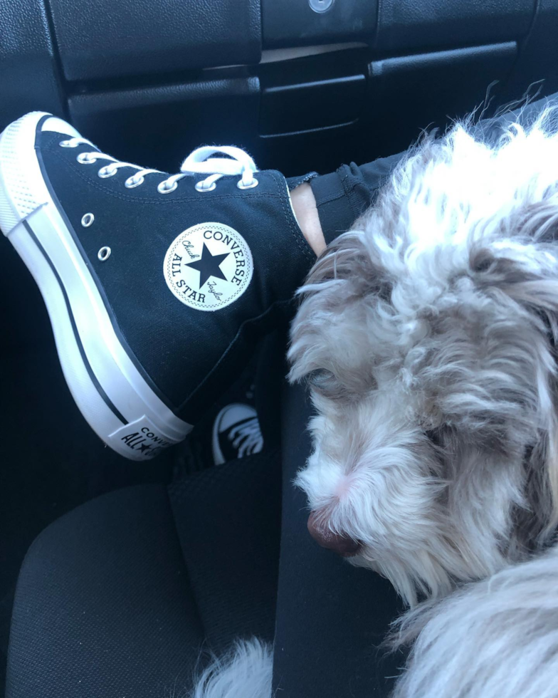 Small Mini Aussiedoodle Pup