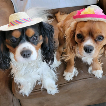 Cavalier King Charles Spaniel Being Cute
