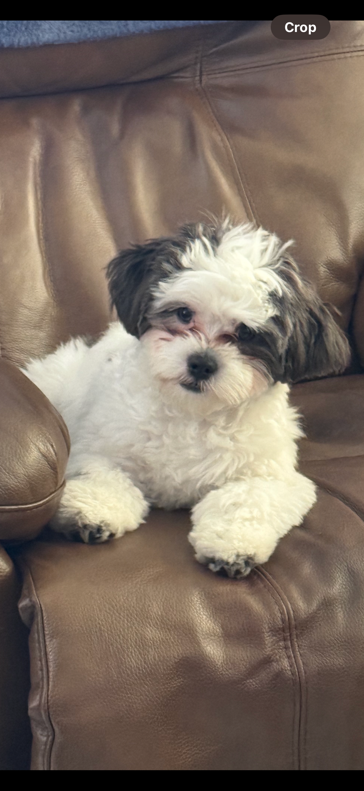 Teddy Bear Pup Being Cute