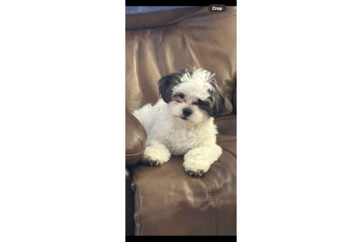 Teddy Bear Pup Being Cute