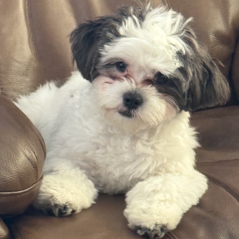 Sweet Teddy Bear Pup in