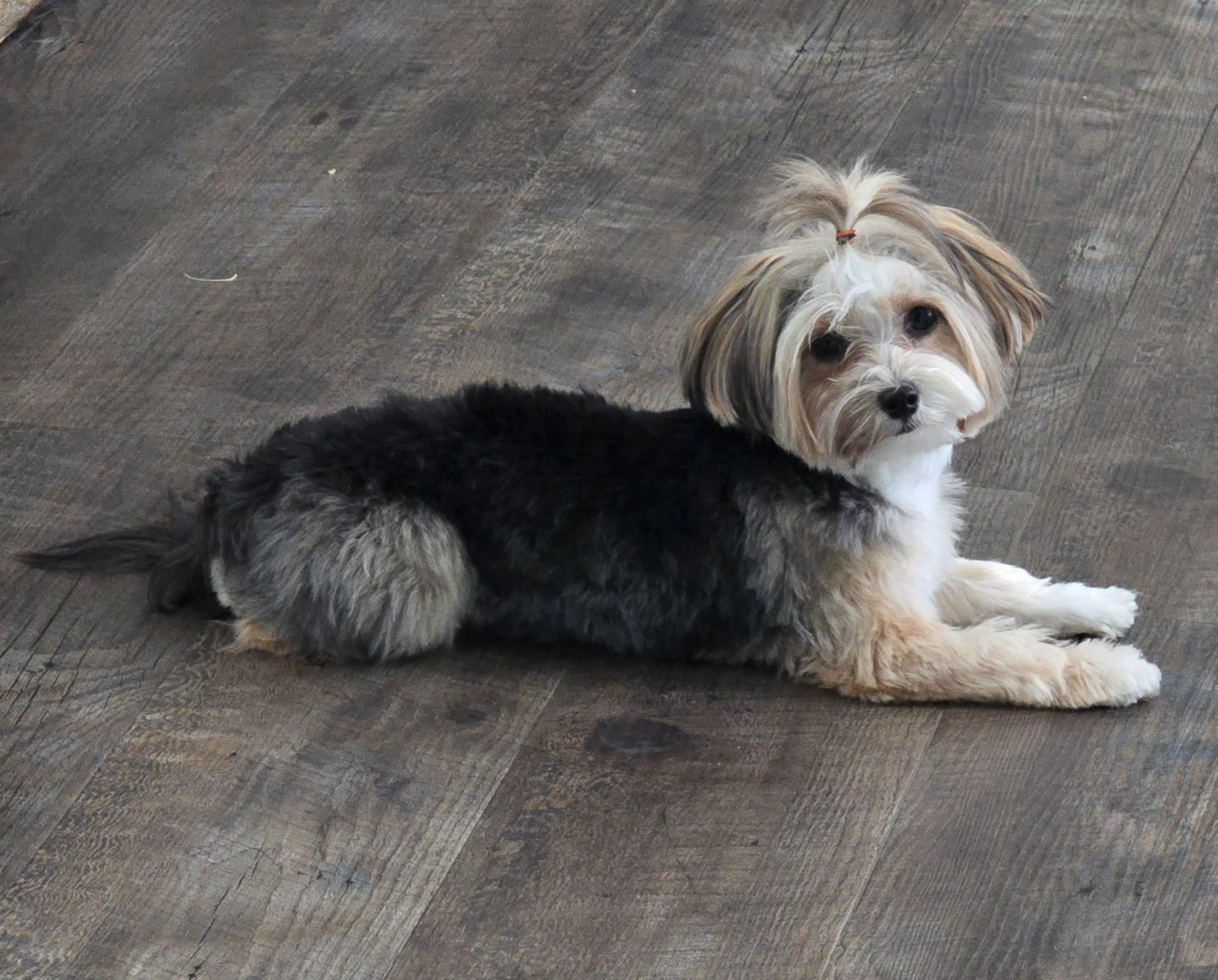 Best Morkie Baby