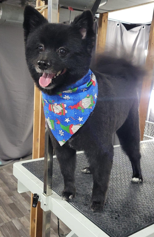 Energetic Pomeranian Purebred Pup