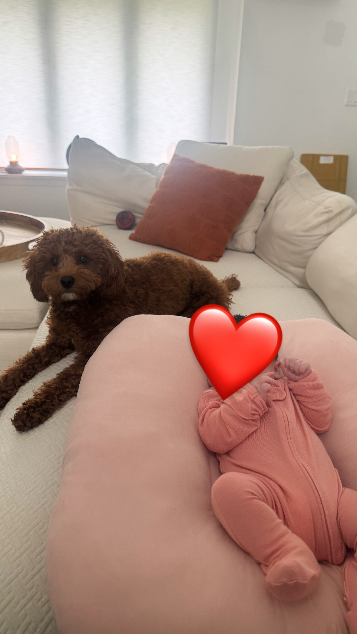 Cavapoo Pup Being Cute