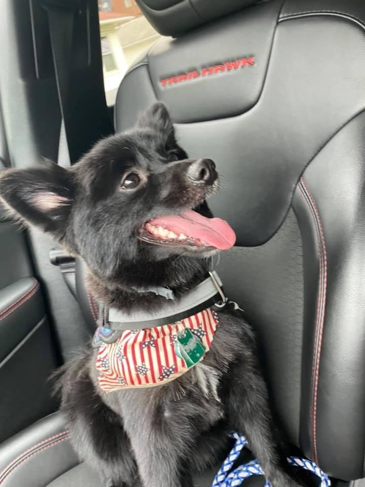 Playful Pomeranian Purebred Pup