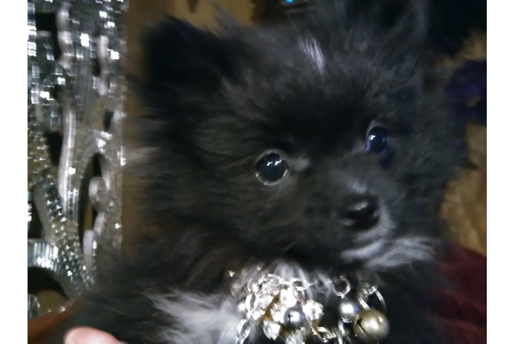 Funny Pomeranian Purebred Pup