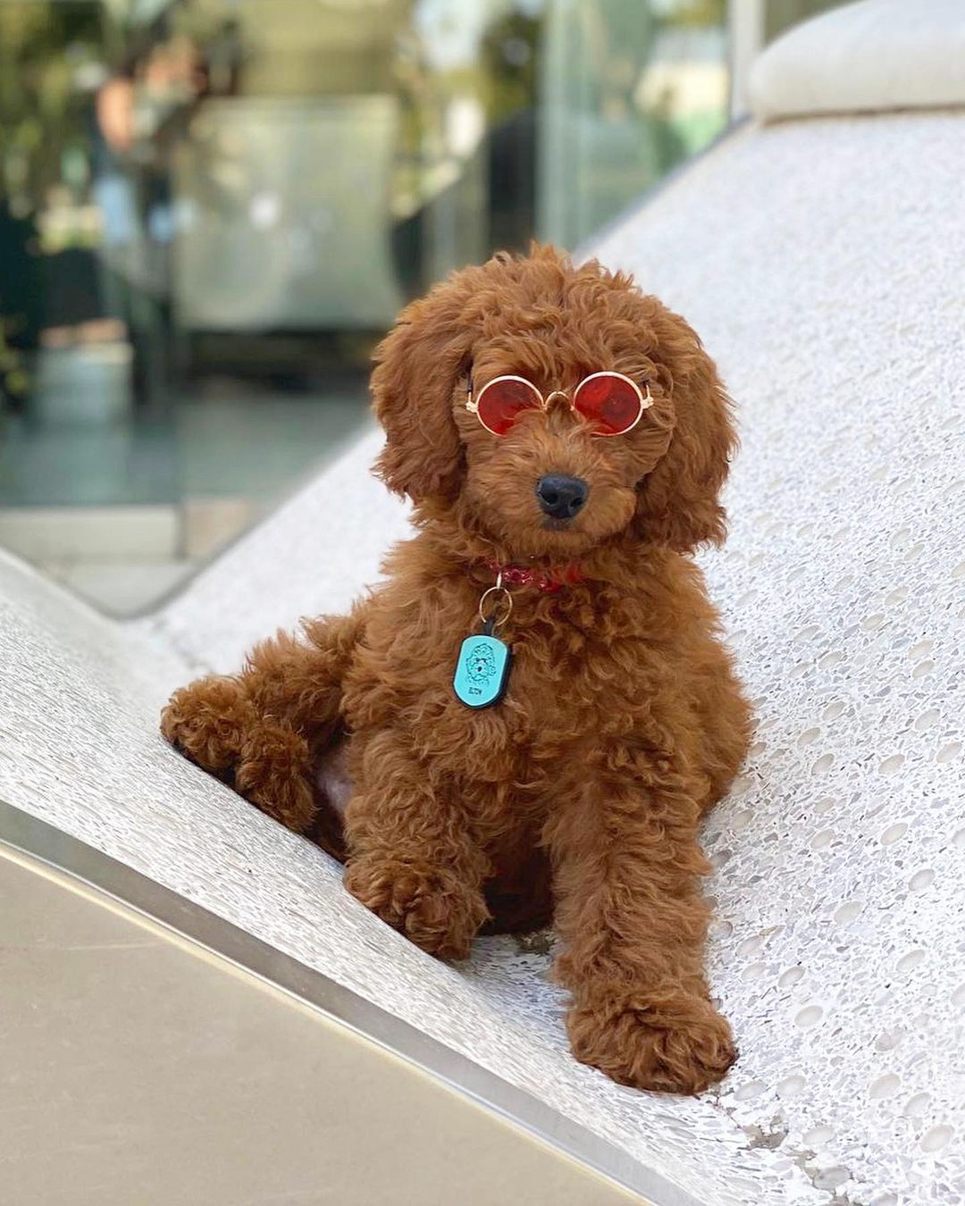Mini Goldendoodle Puppy for Adoption