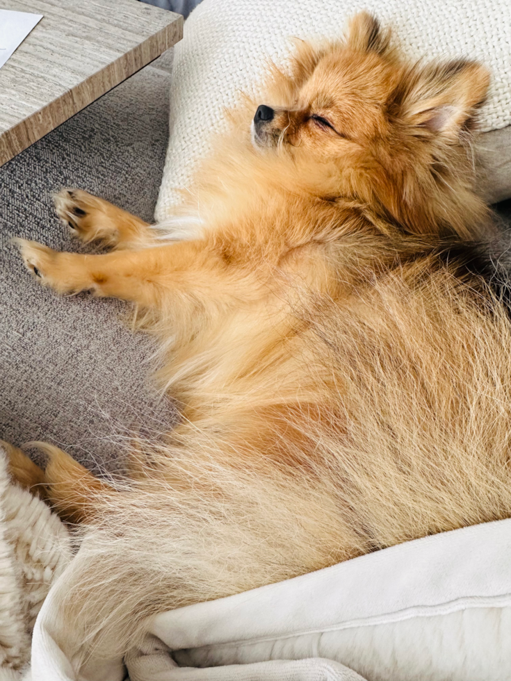 Pomeranian Pup