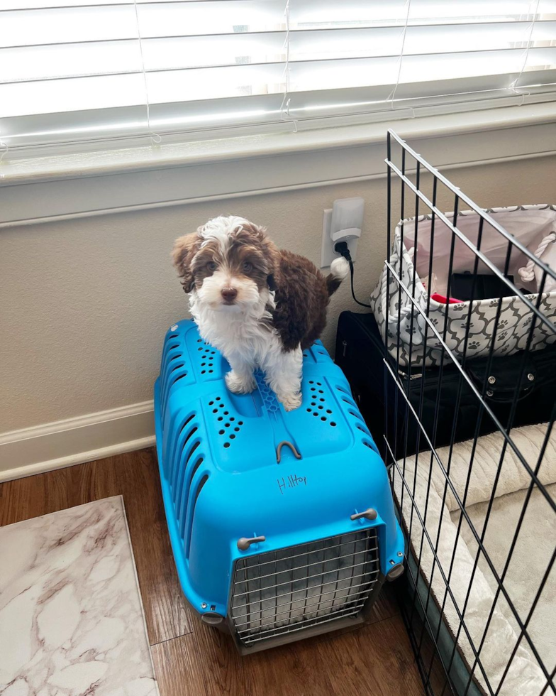 Sweet Mini Aussiedoodle Pup in Dallas TX
