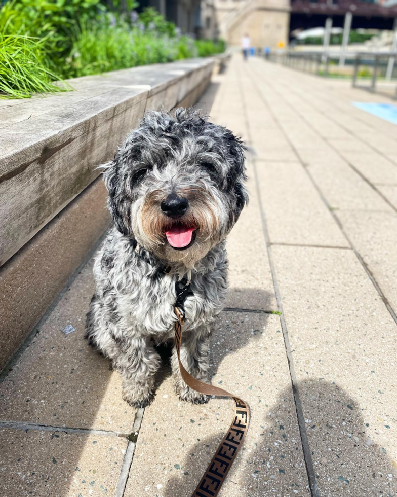 Little Aussiepoo Poodle Mix Pup