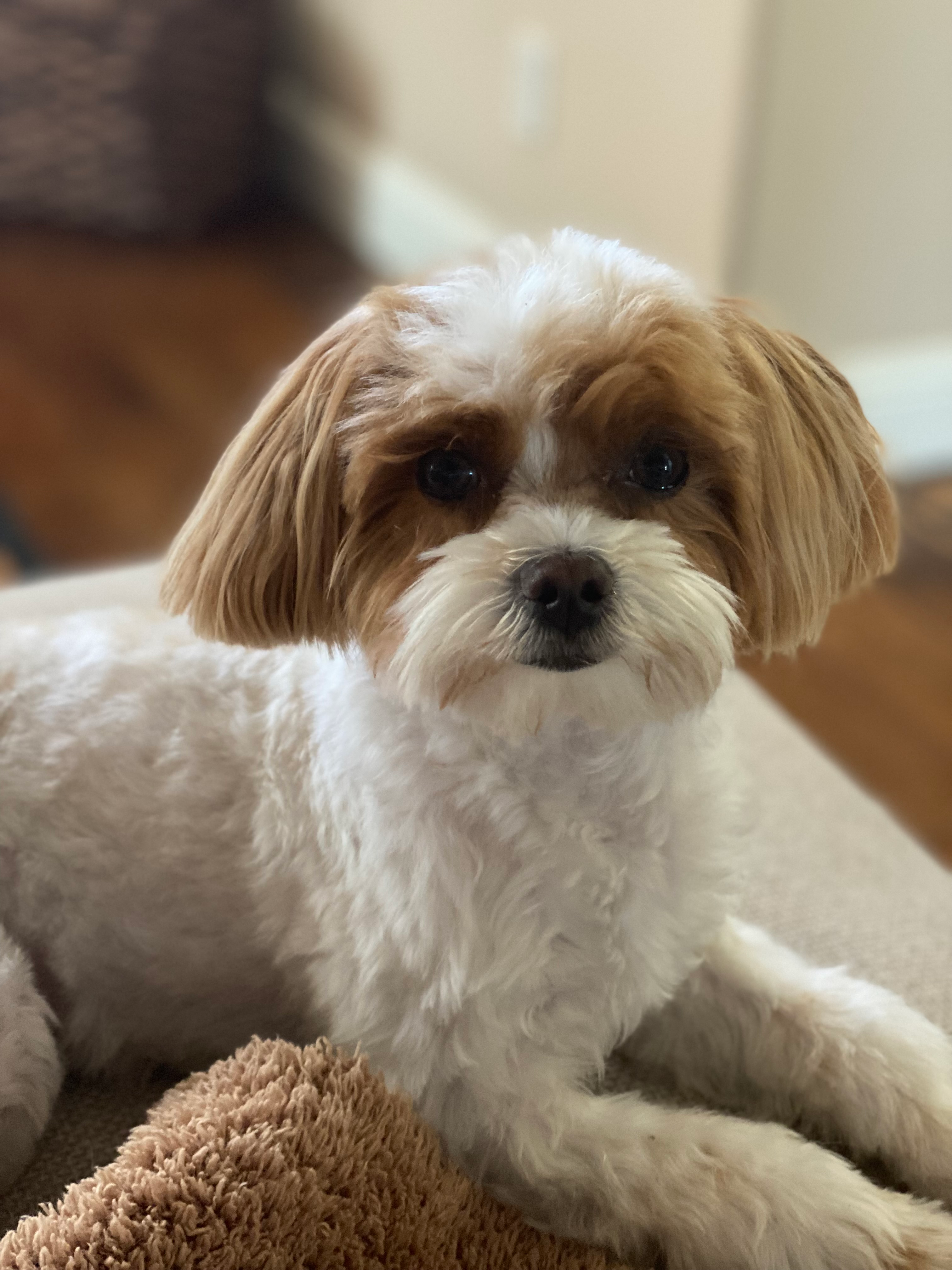 Best Maltipoo Baby