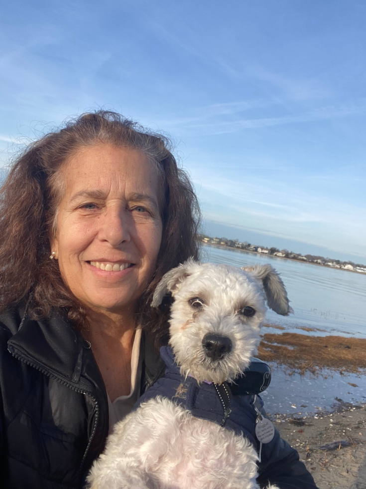 Little Havanese Purebred Pup