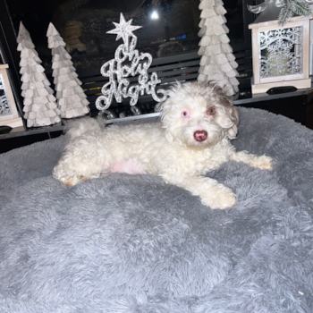 Happy Mini Labradoodle Pup