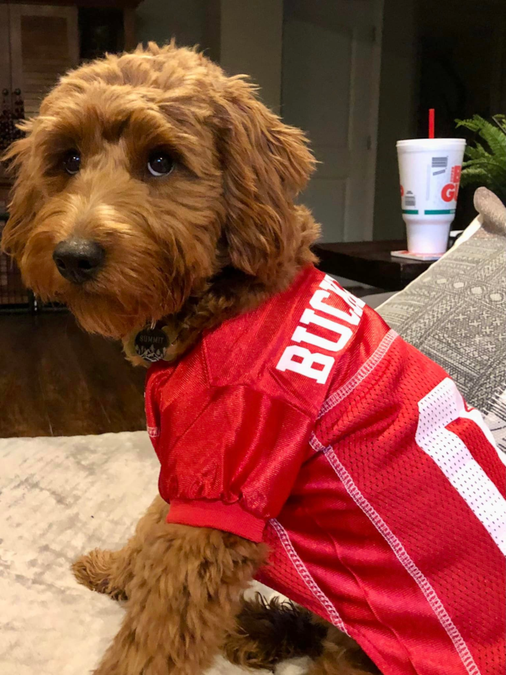 Mini Goldendoodle Being Cute