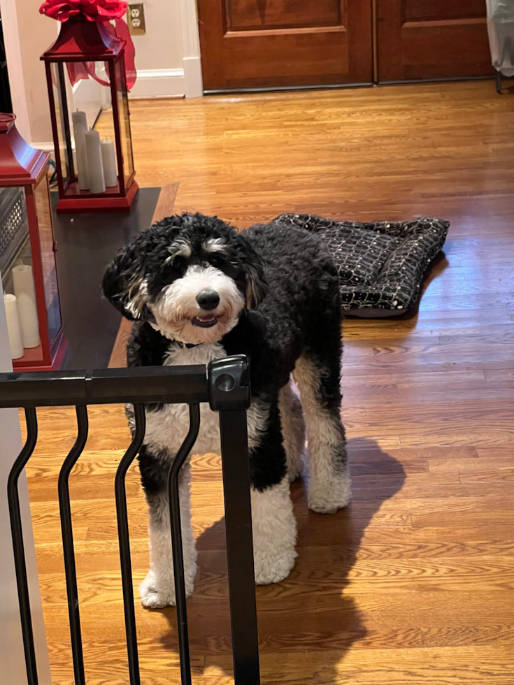 Mini Bernedoodle Pup