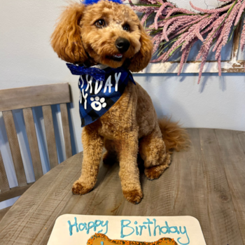 Happy Mini Goldendoodle Pup in
