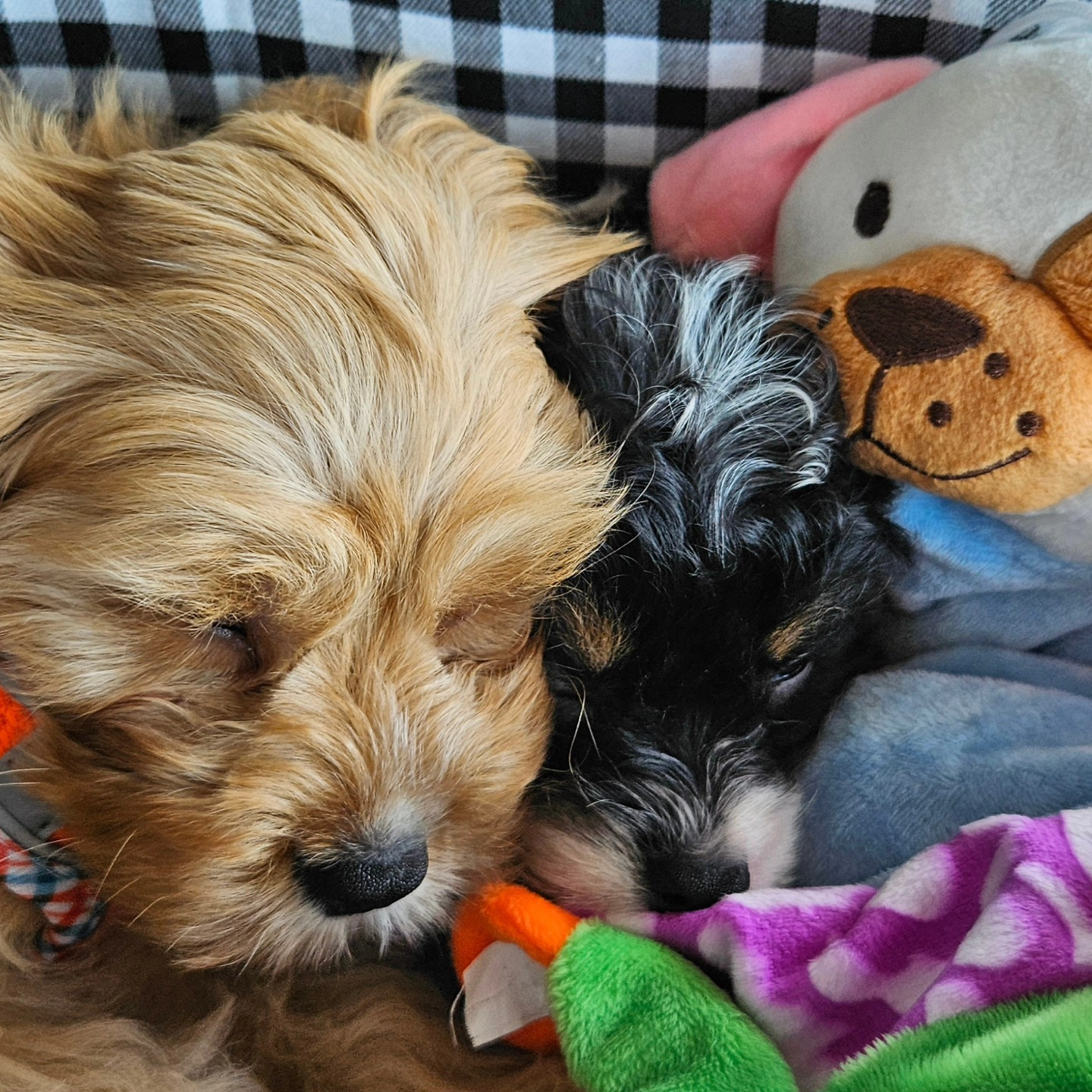 Cavapoo Pup Being Cute