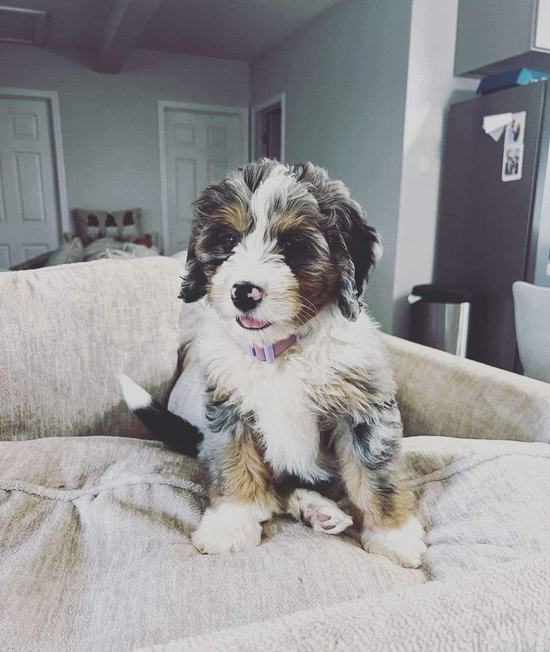 Mini Bernedoodle Pup Being Cute