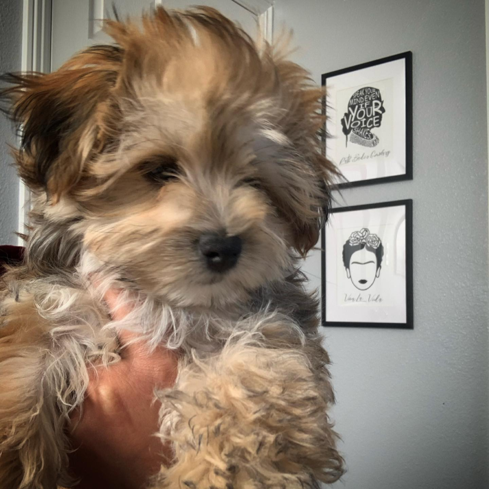 Morkie Being Cute