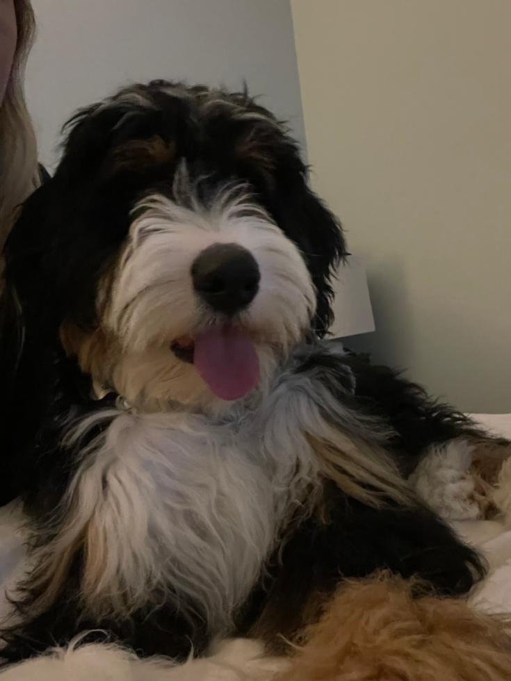 Happy Mini Bernedoodle Pup