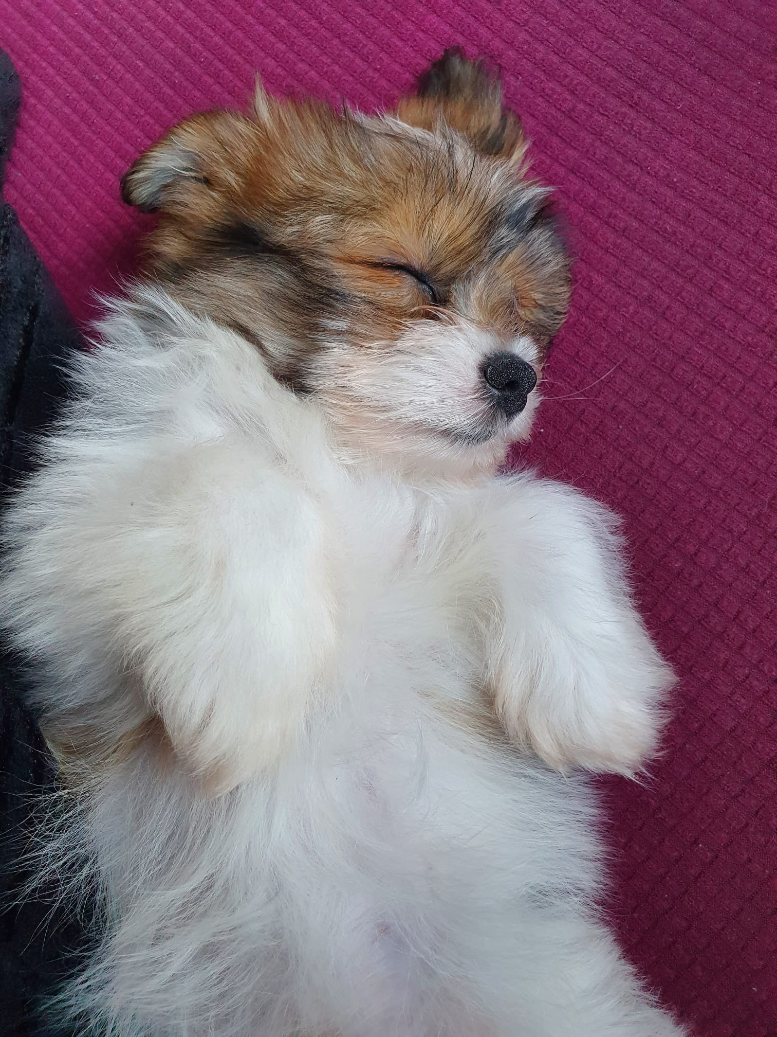 Shih Pom Puppy for Adoption