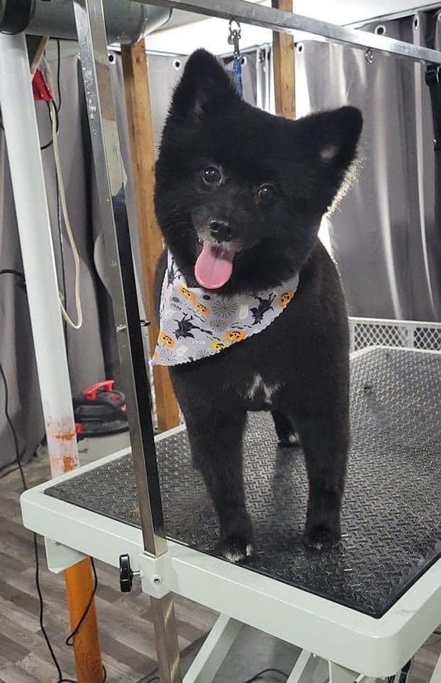 Playful Pomeranian Purebred Pup