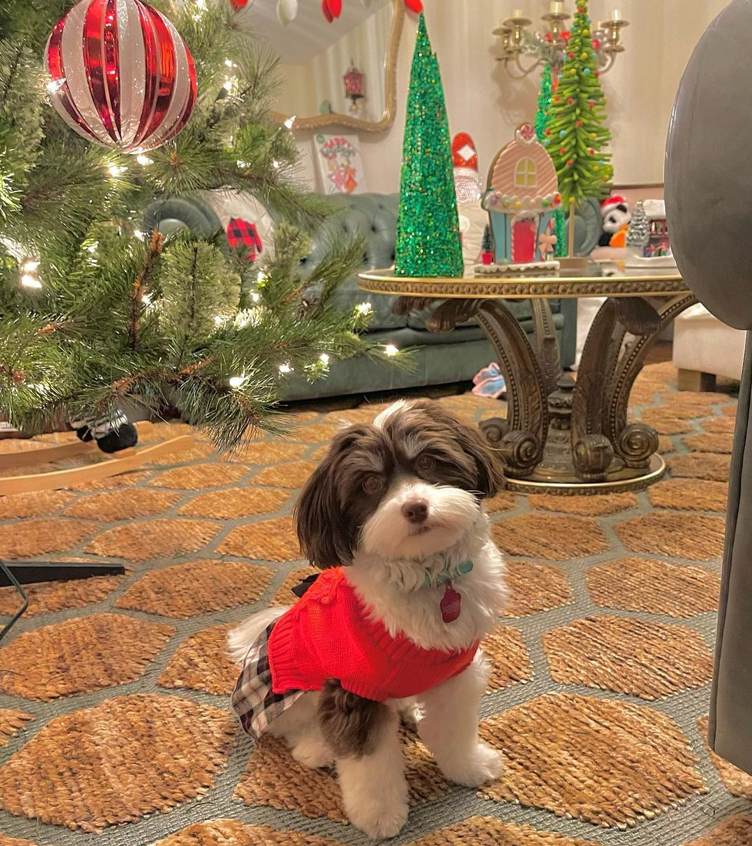 Popular Havanese Baby
