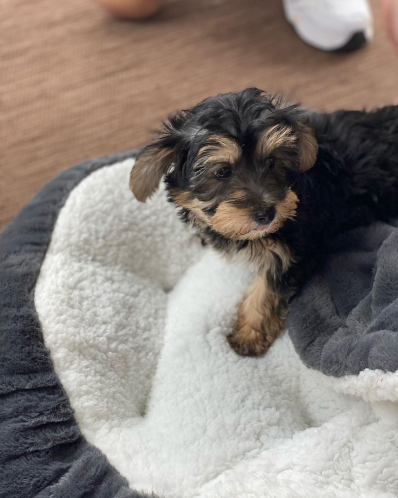 Holland Yorkie Chon Pup